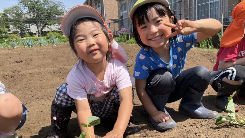 さつまいもの苗植え